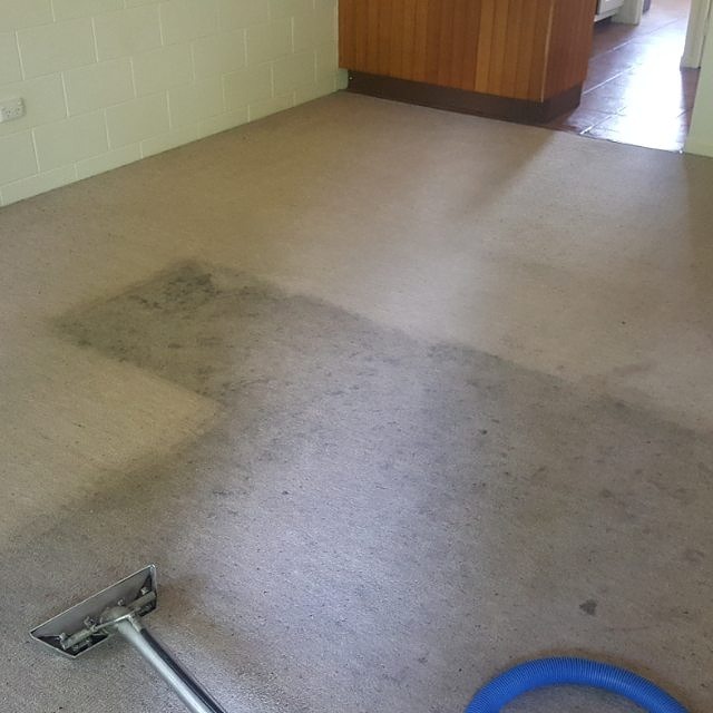 The steam-cleaning wand on a pale carpet, with a cleaned section beside a grey, grubby section