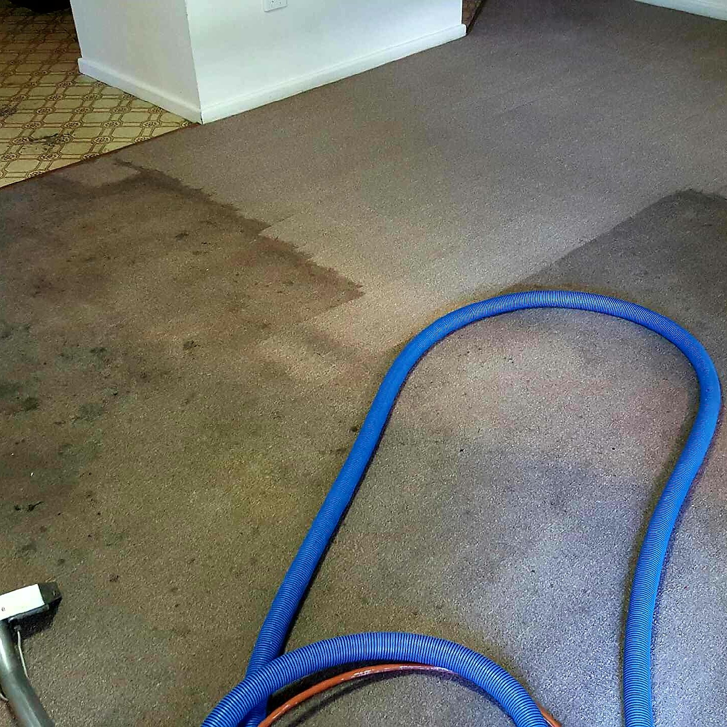 A carpet mid-clean, with a clean light strip next to a darker stained section and the blue hose on the floor